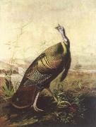 John James Audubon the american wild turkey cock oil painting reproduction